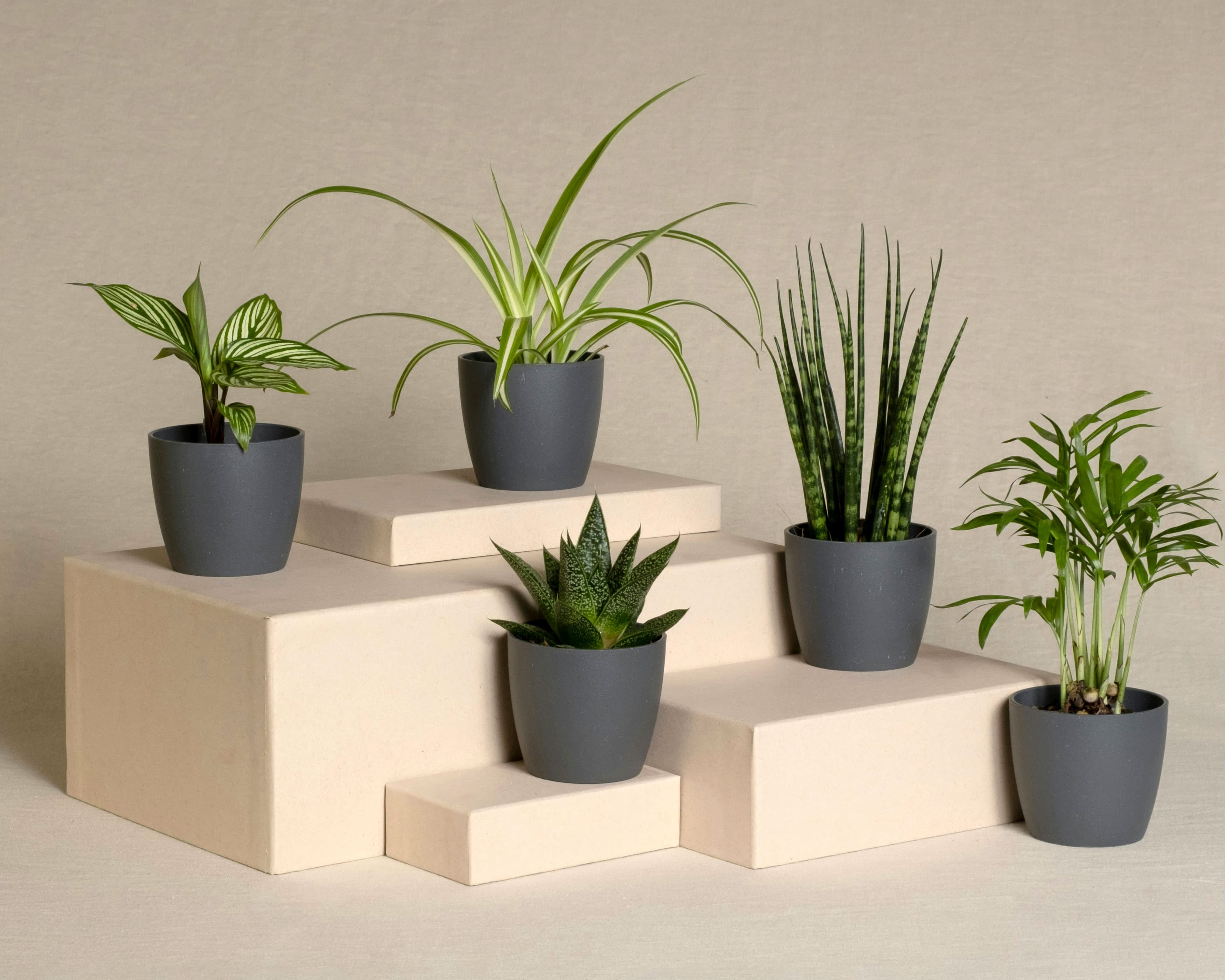 Five small potted plants displayed on beige stacked blocks, featuring a variety of green foliage in dark gray pots against a neutral background.